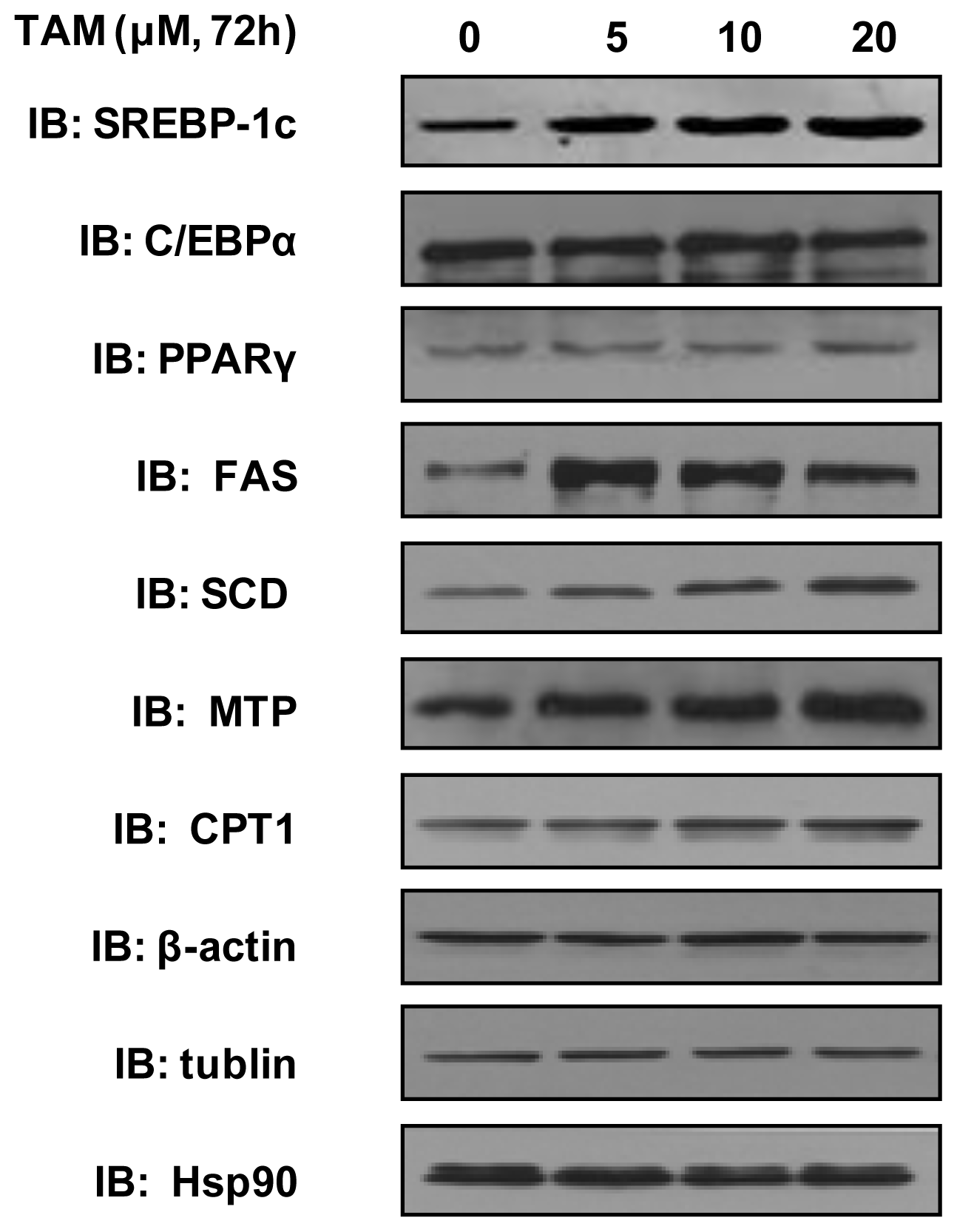Ijms 15 04019f4