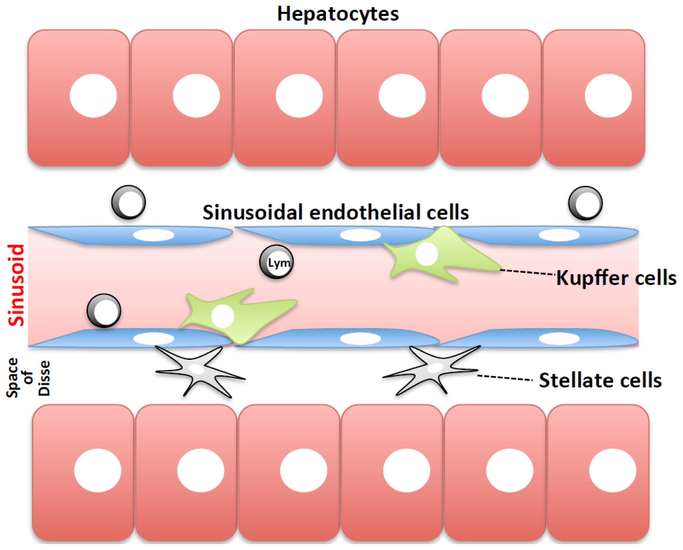 Importance of Kupffer Cells in the Development of Acute Liver Injuries ...