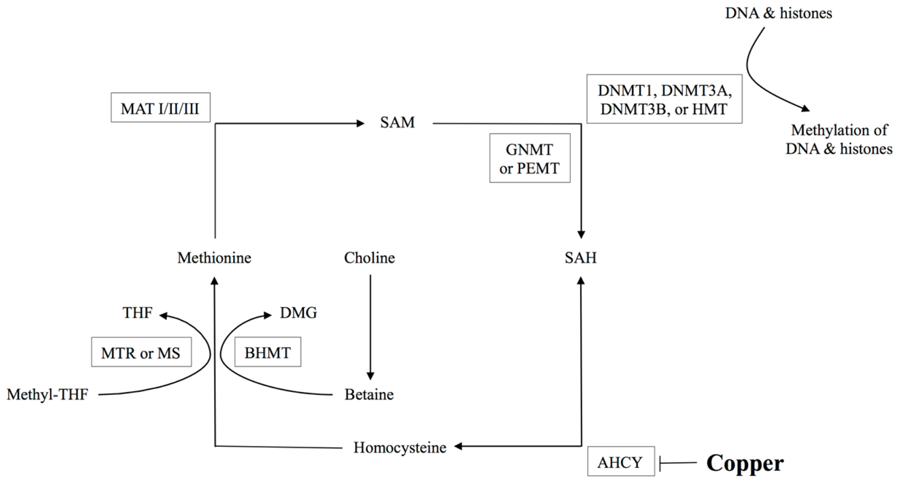 Ijms 15 08004f1