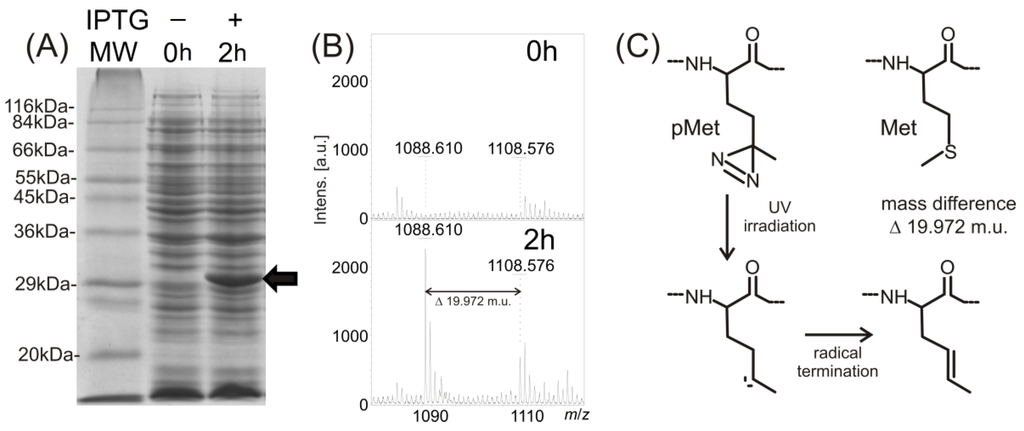 Ijms 15 09224 g001 1024