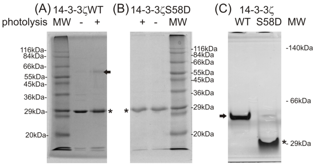 Ijms 15 09224 g002 1024