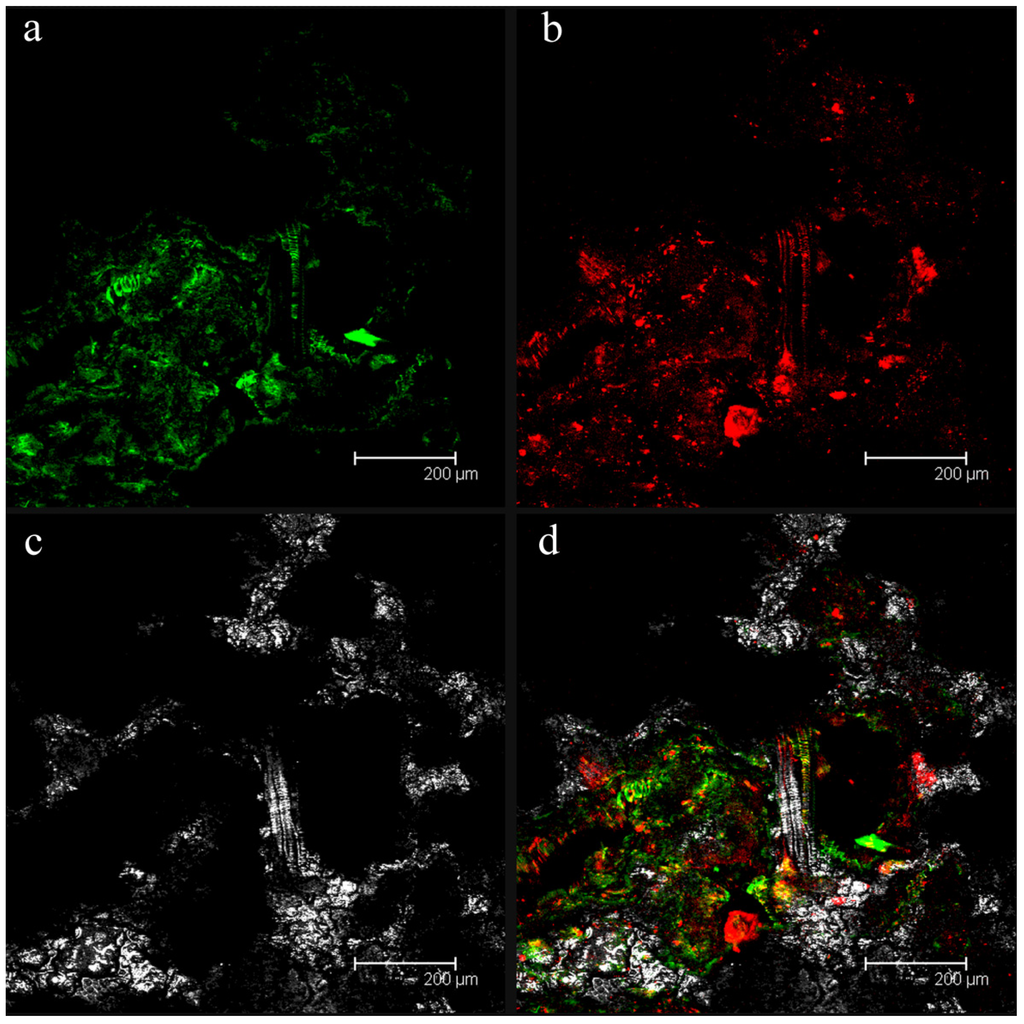 Ijms 15 09497 g001 1024