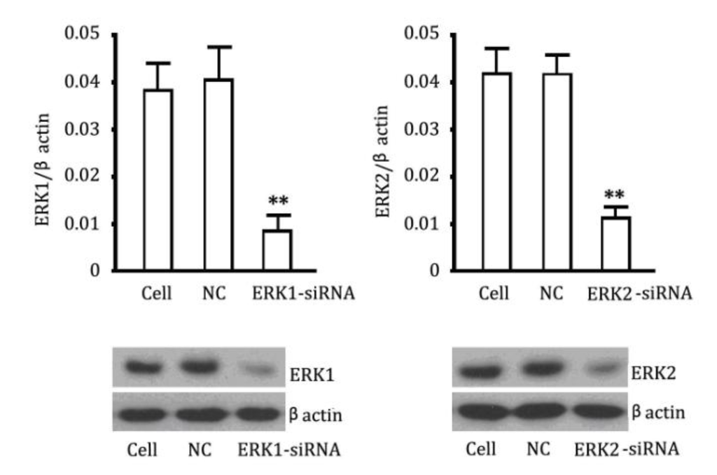 Ijms 15 10185 g003 1024