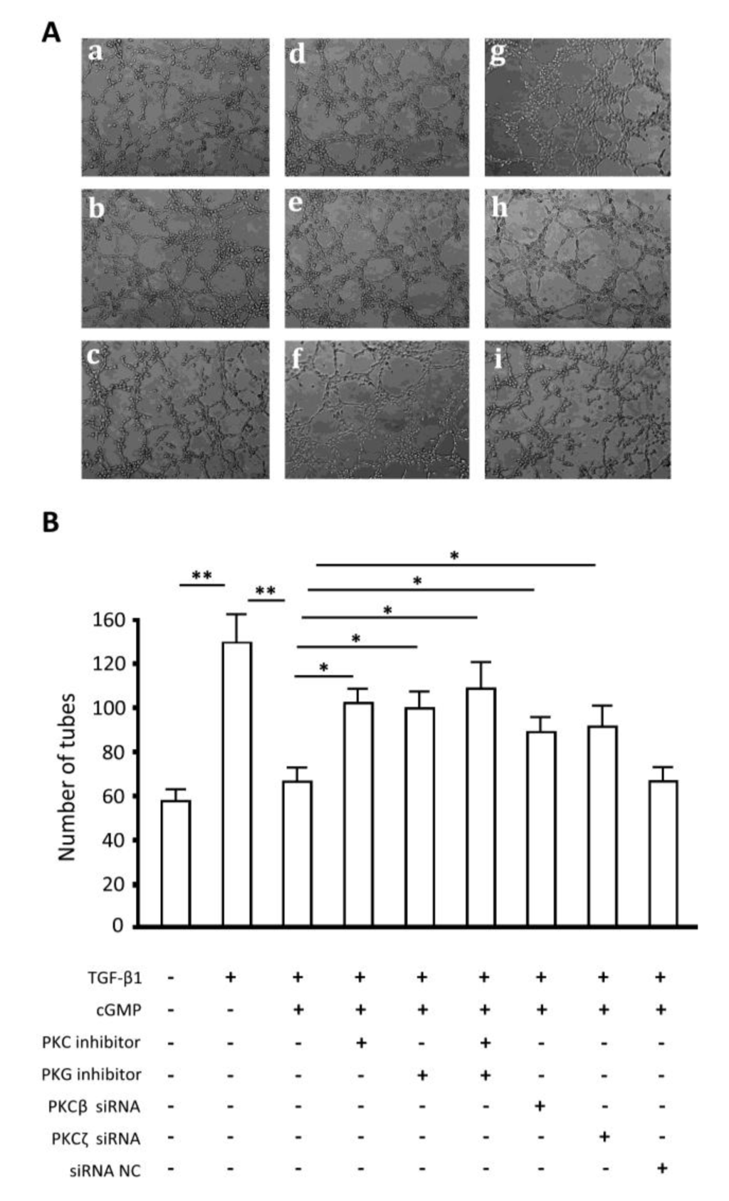 Ijms 15 10185 g007 1024