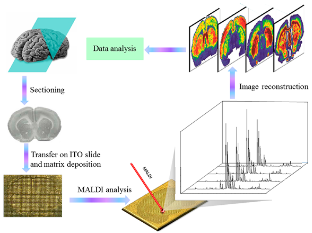 Ijms 15 10492 g003 1024