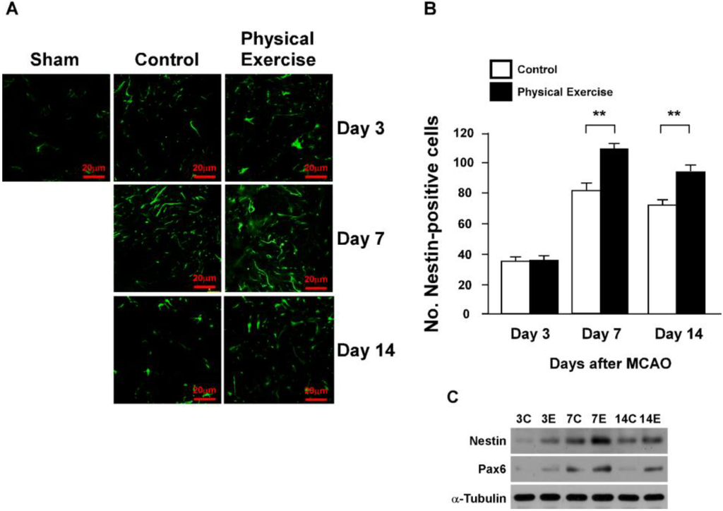 Ijms 15 10974 g003 1024