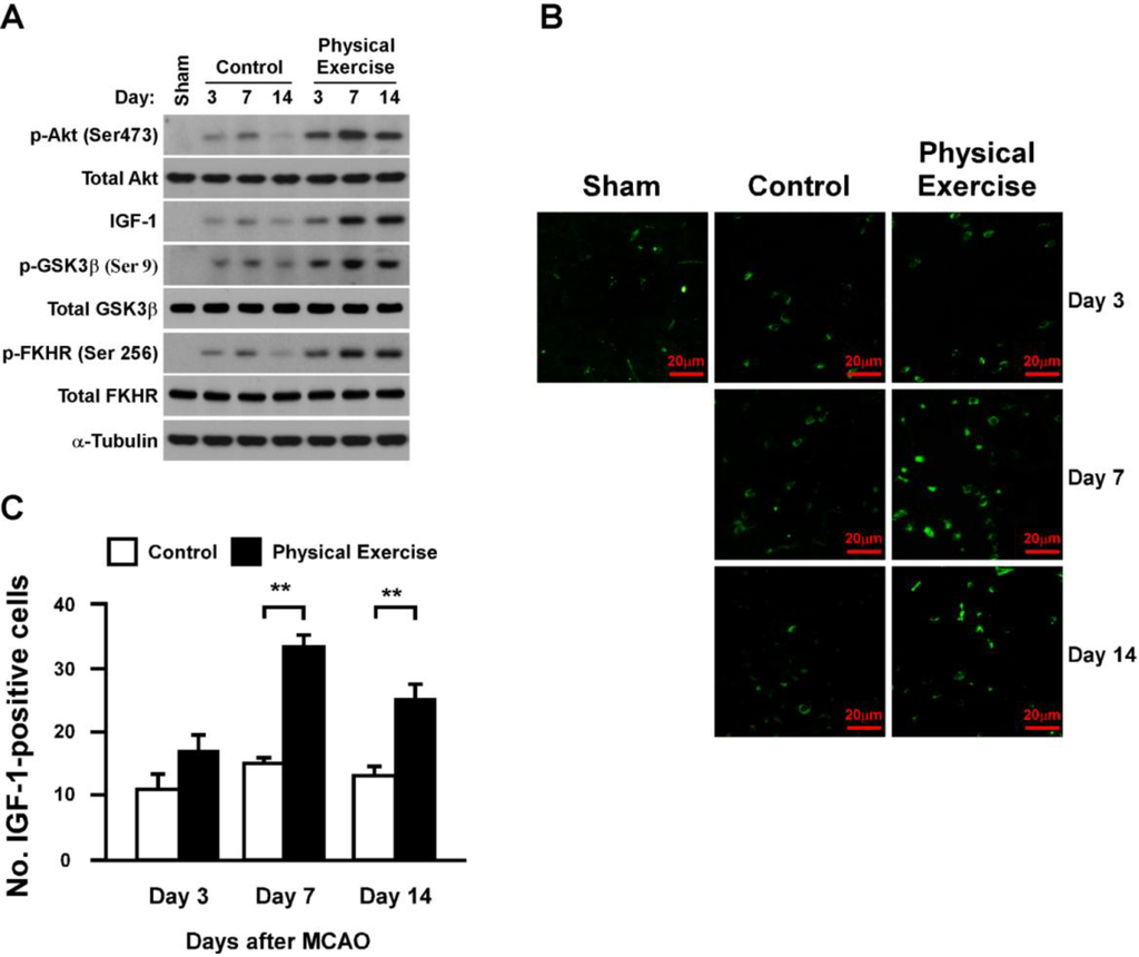 Ijms 15 10974 g005 1024