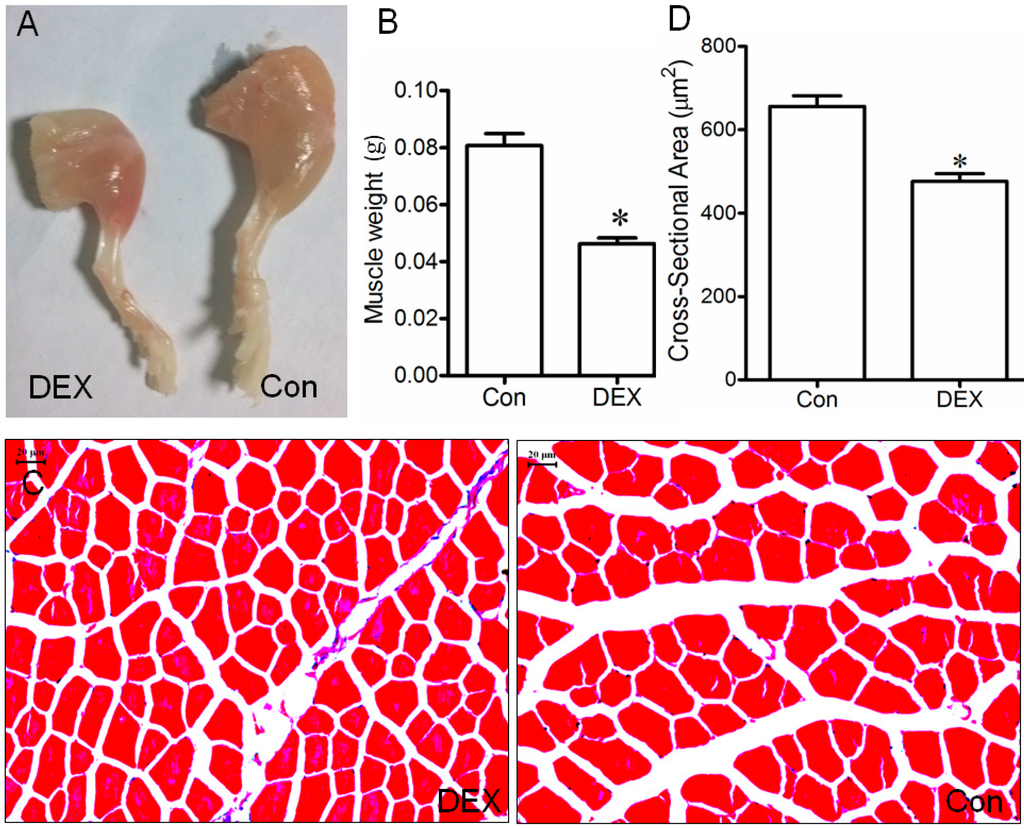 Ijms 15 11126 g001 1024