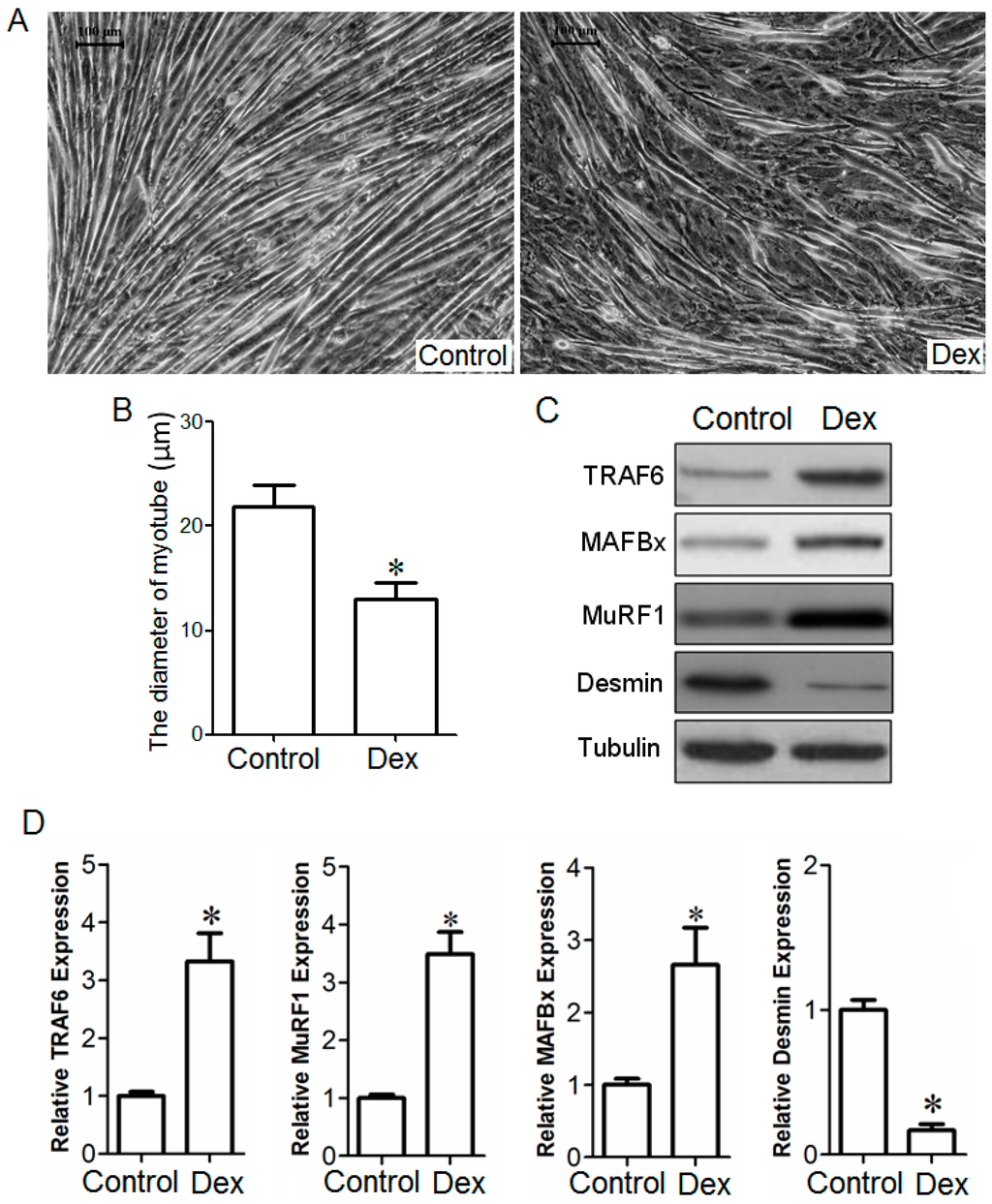 Ijms 15 11126 g003 1024