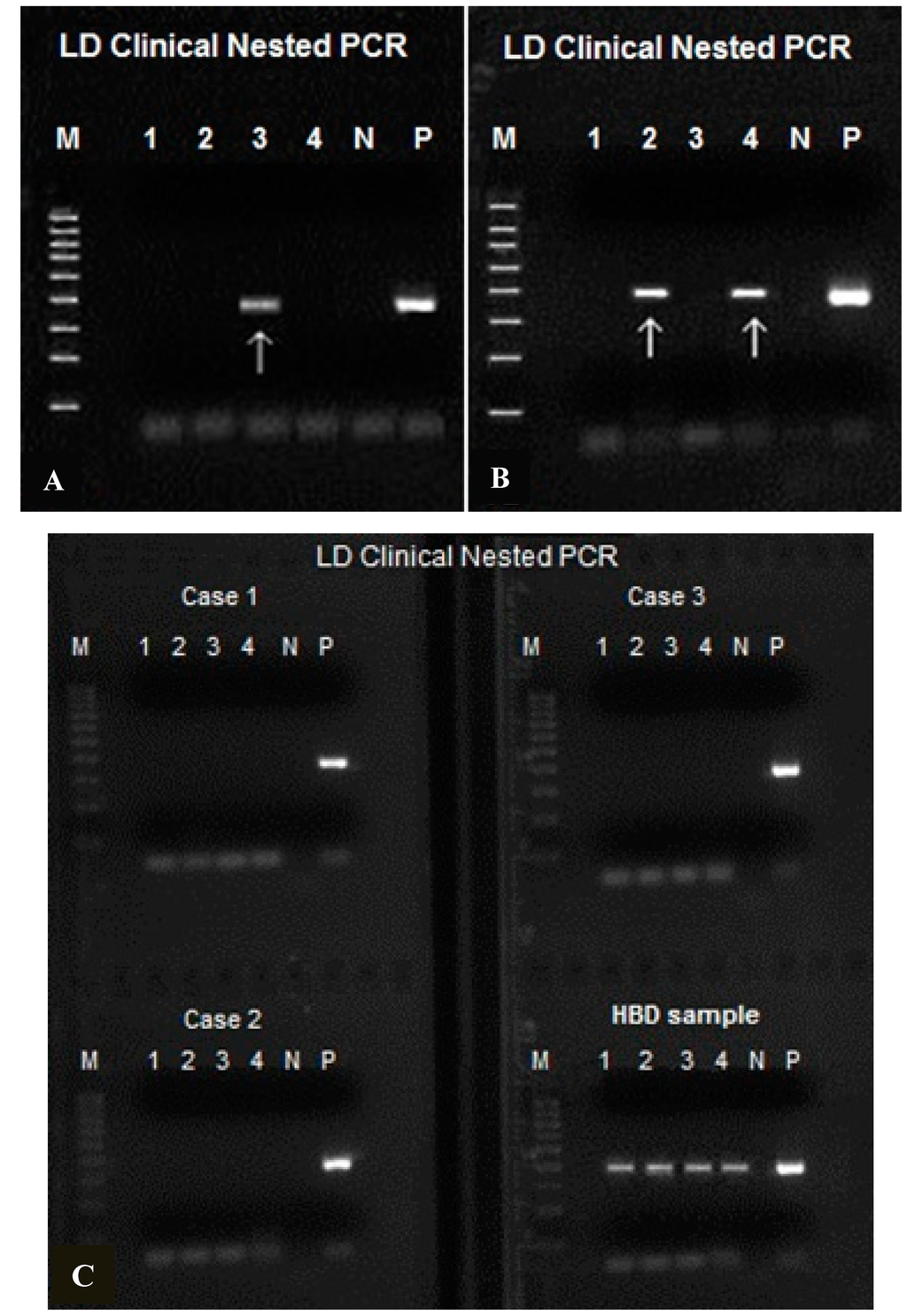 Ijms 15 11364 g007 1024