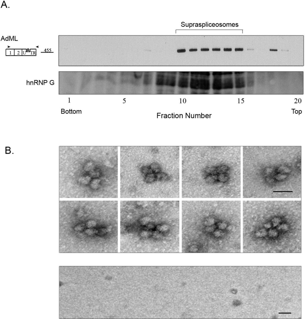 Ijms 15 11637 g003 1024