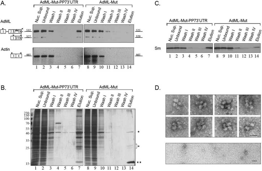 Ijms 15 11637 g004 1024