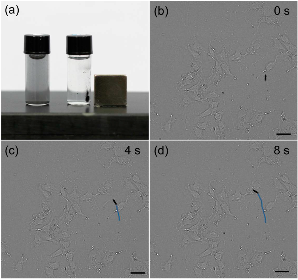 Ijms 15 11730 g003 1024