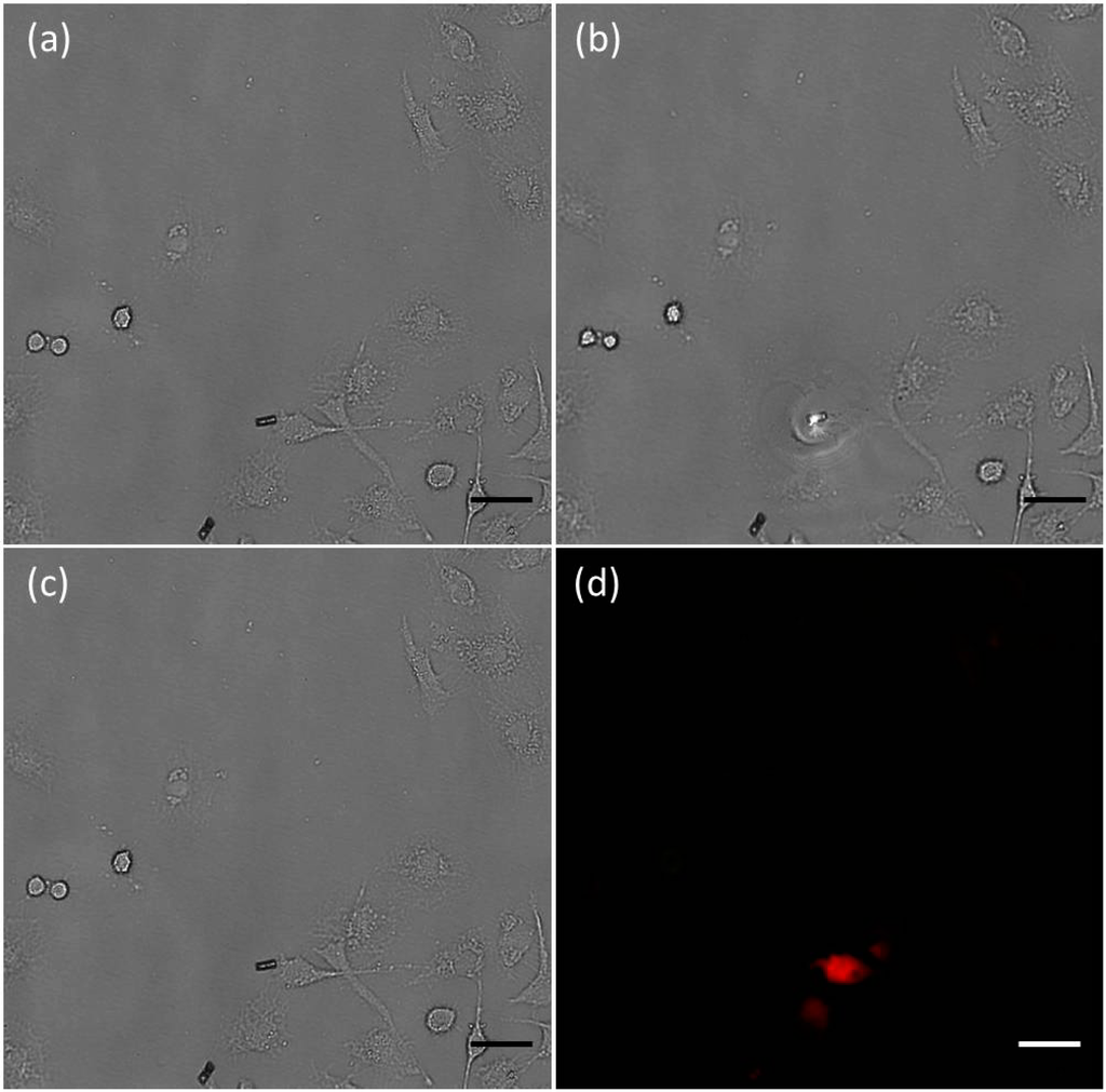 Ijms 15 11730 g006 1024