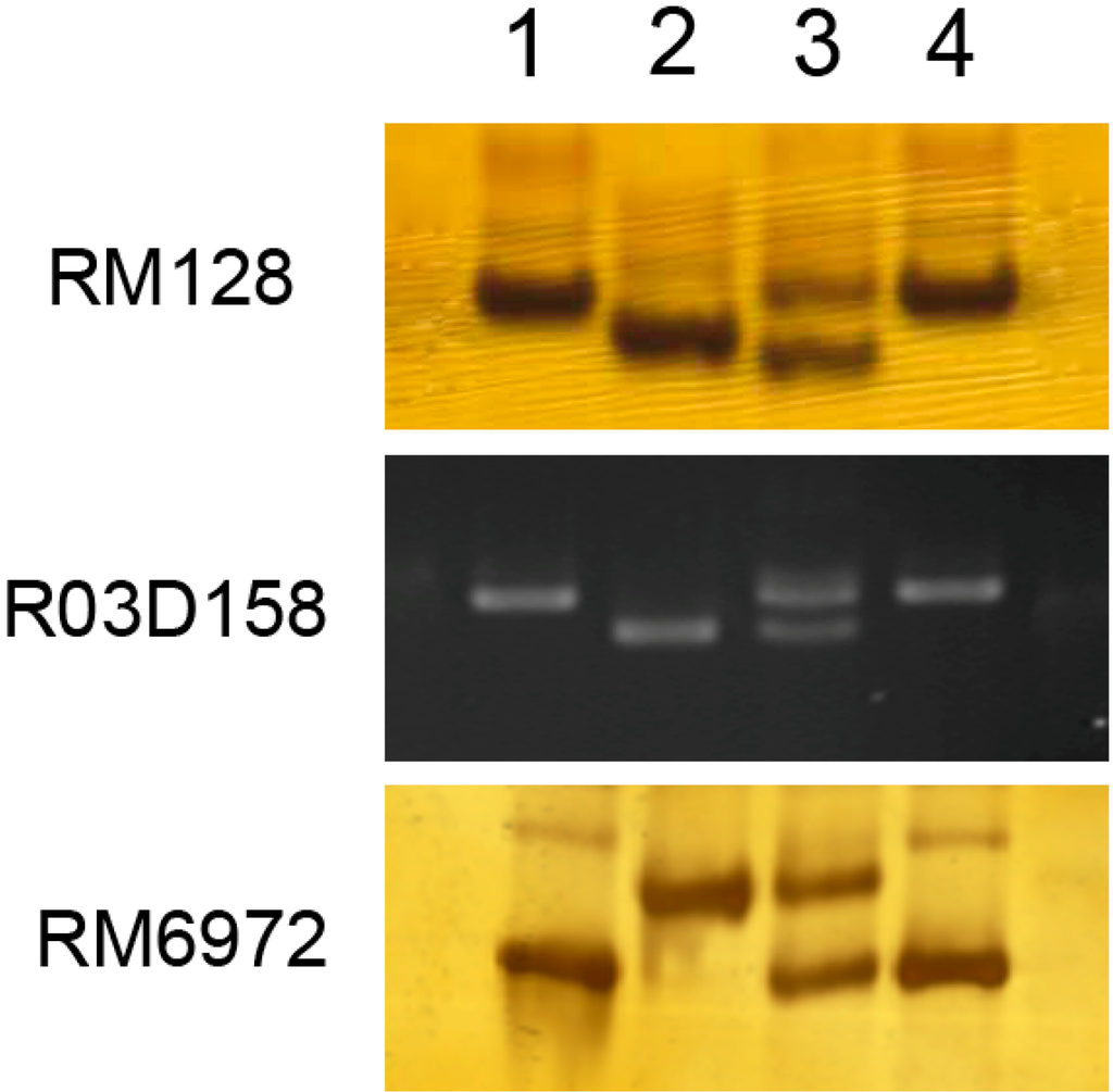 Ijms 15 11847 g005 1024