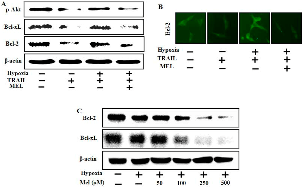 Ijms 15 11941 g005 1024