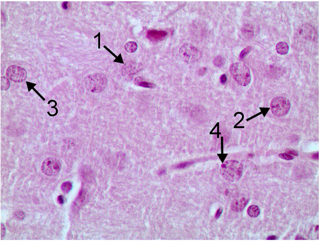 Ijms 15 12379 g008 1024