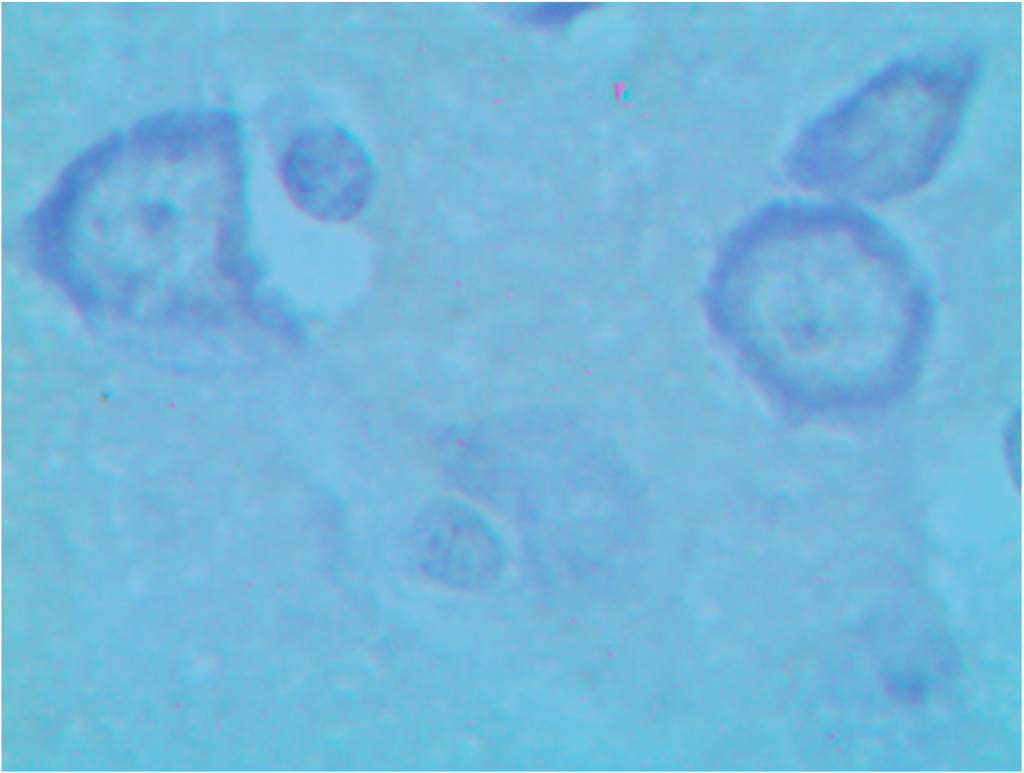 Ijms 15 12379 g012 1024