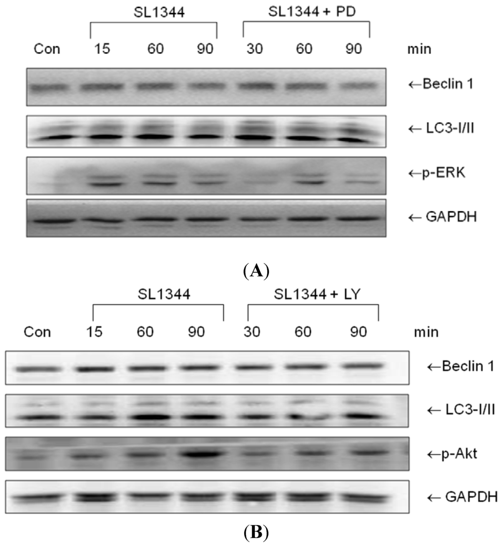 Ijms 15 12558 g002 1024