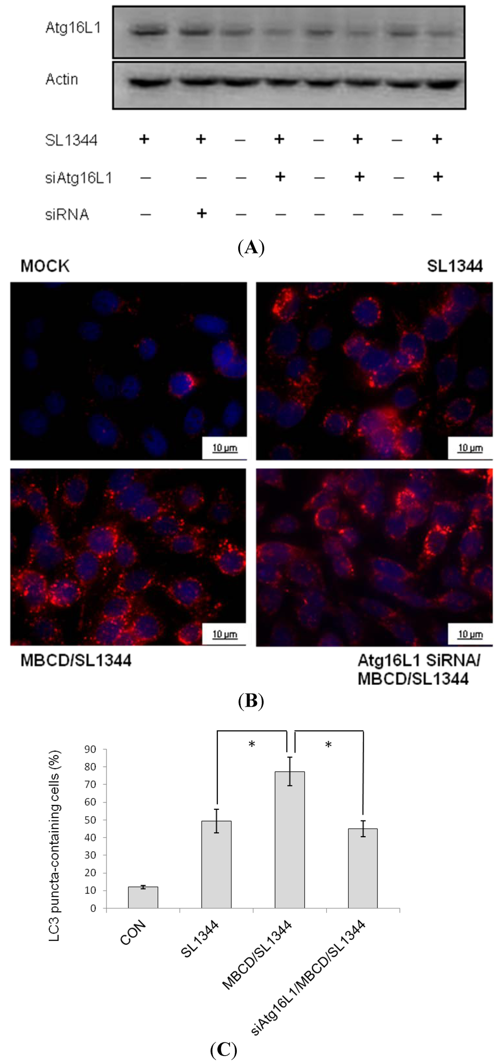 Ijms 15 12558 g004 1024