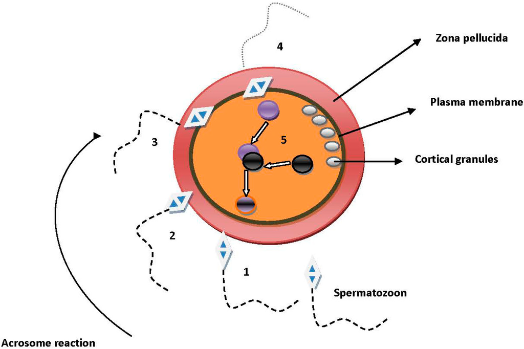 Ijms 15 12972 g001 1024