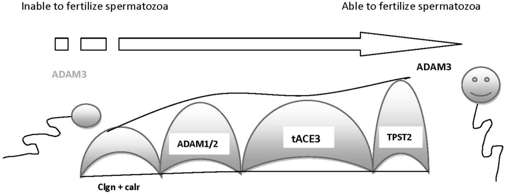 Ijms 15 12972 g002 1024