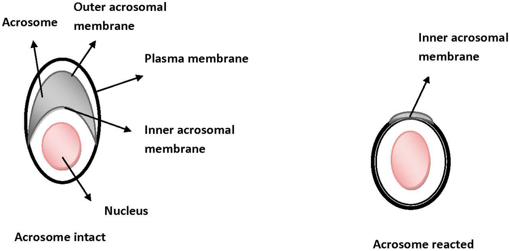 Ijms 15 12972 g003 1024