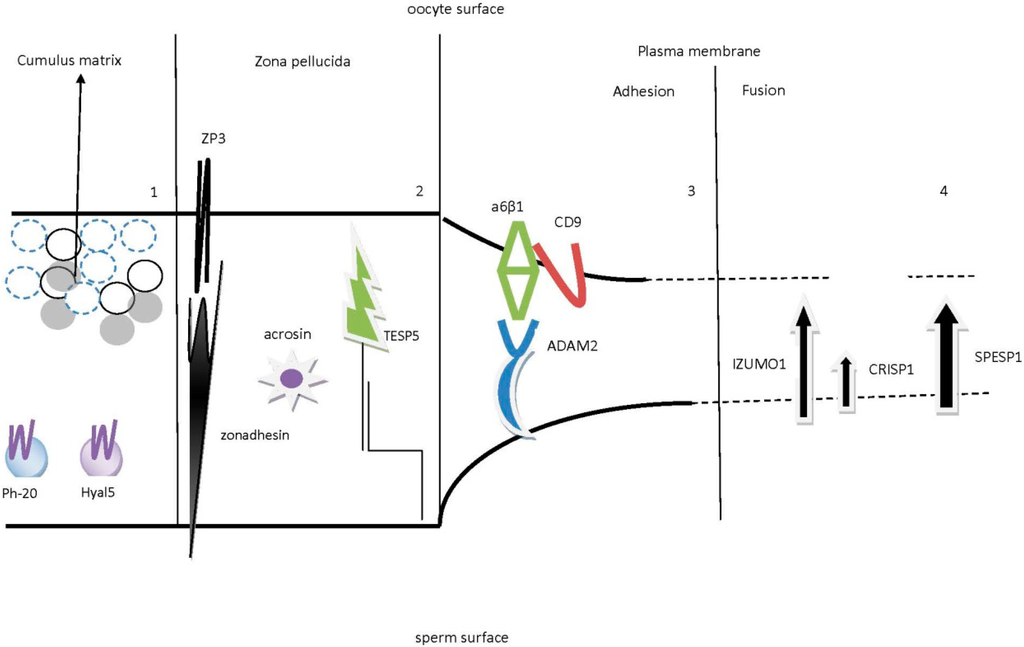 Ijms 15 12972 g004 1024