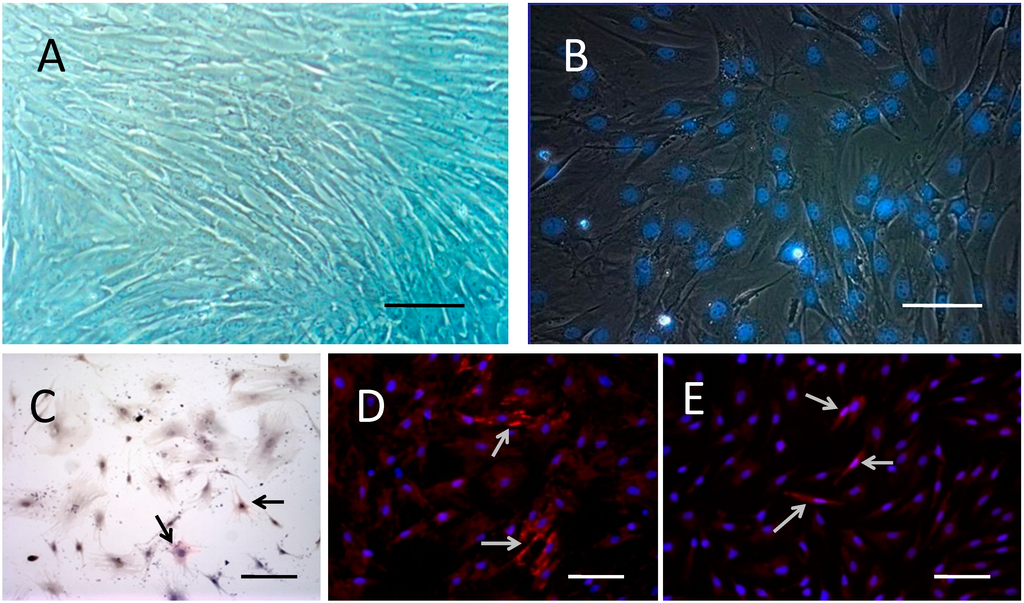 Ijms 15 13151 g001 1024