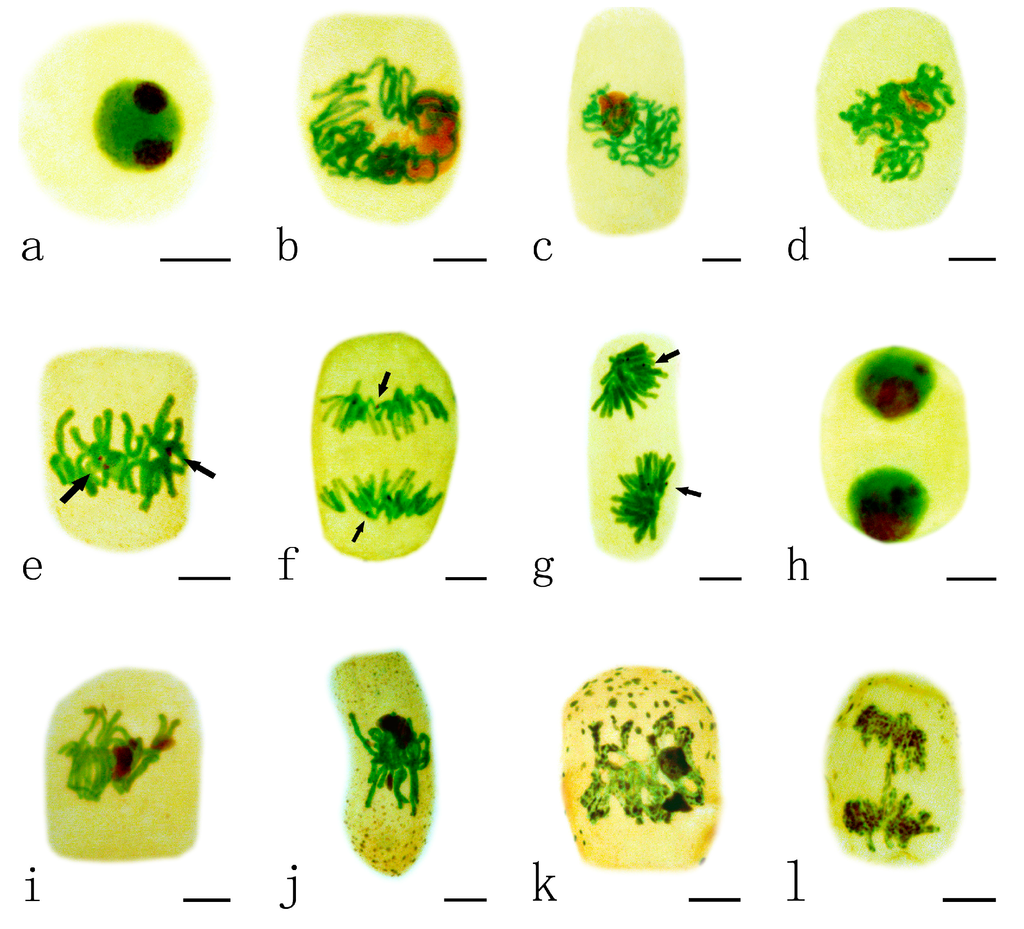 Ijms 15 13406 g002 1024