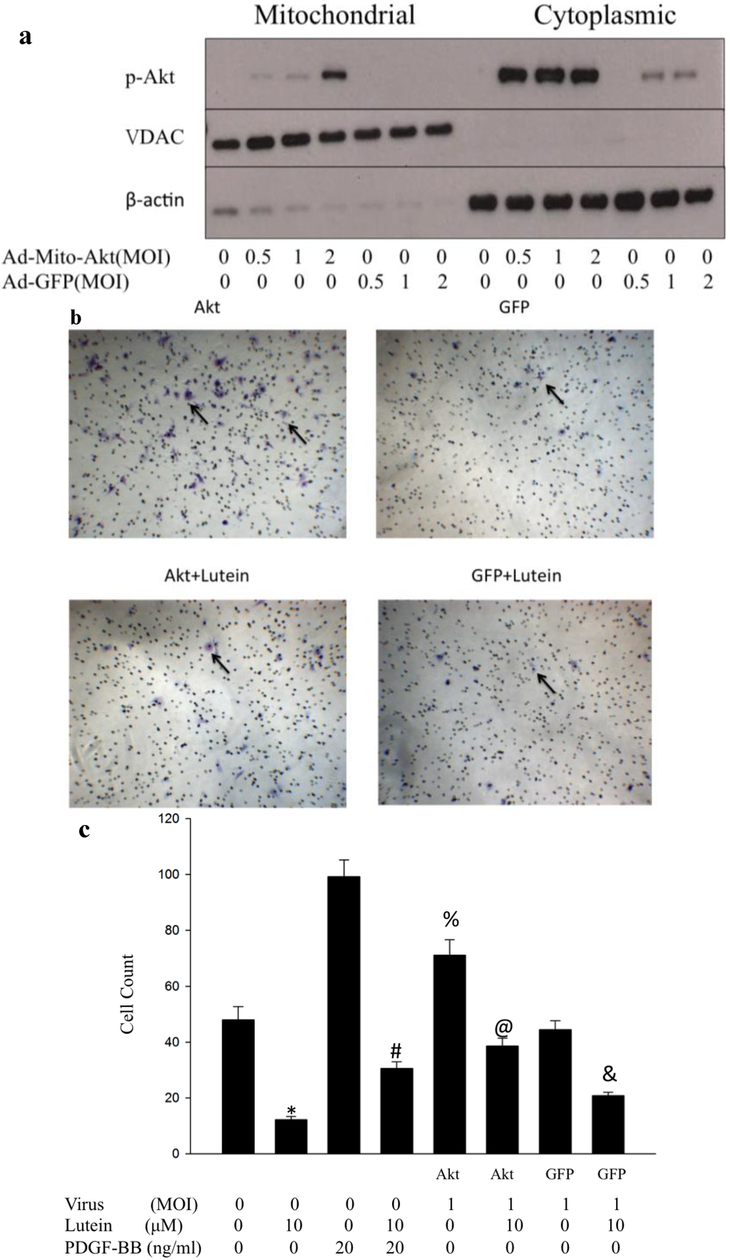 Ijms 15 13755 g003 1024