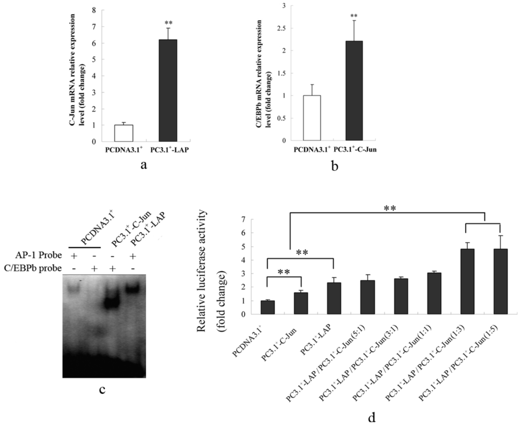 Ijms 15 13802 g005 1024