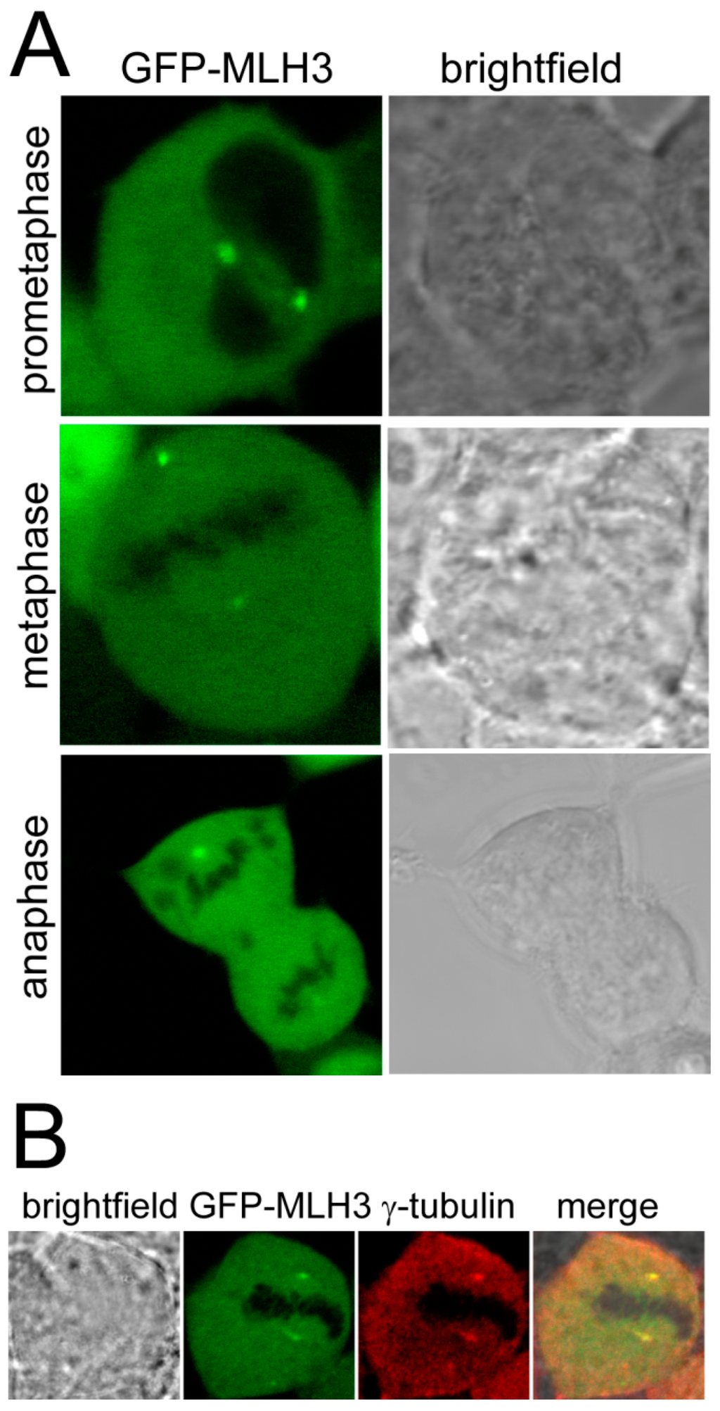 Ijms 15 13932 g001 1024