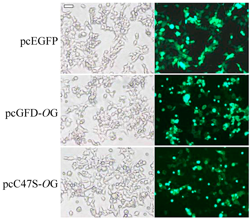 Ijms 15 14166 g003 1024