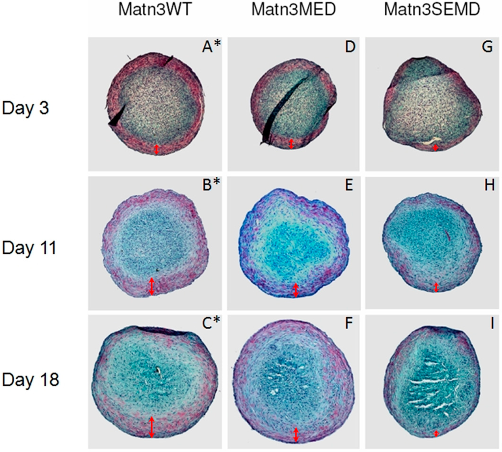 Ijms 15 14555 g008 1024
