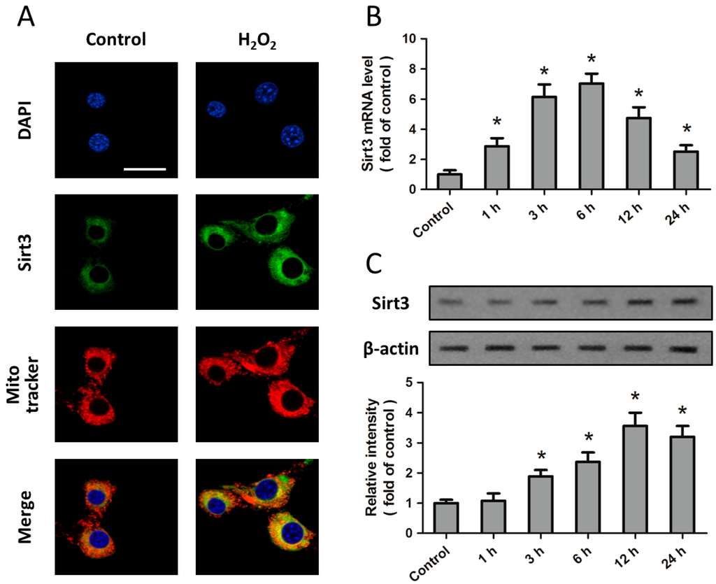 Ijms 15 14591 g001 1024