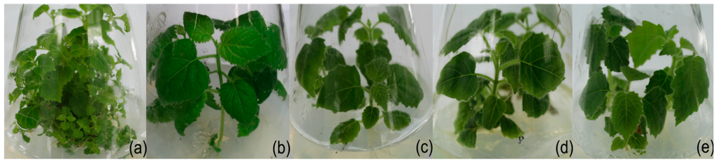 Ijms 15 14669 g001 1024