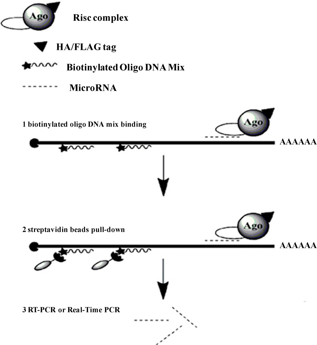 Ijms 15 14753 g001 1024