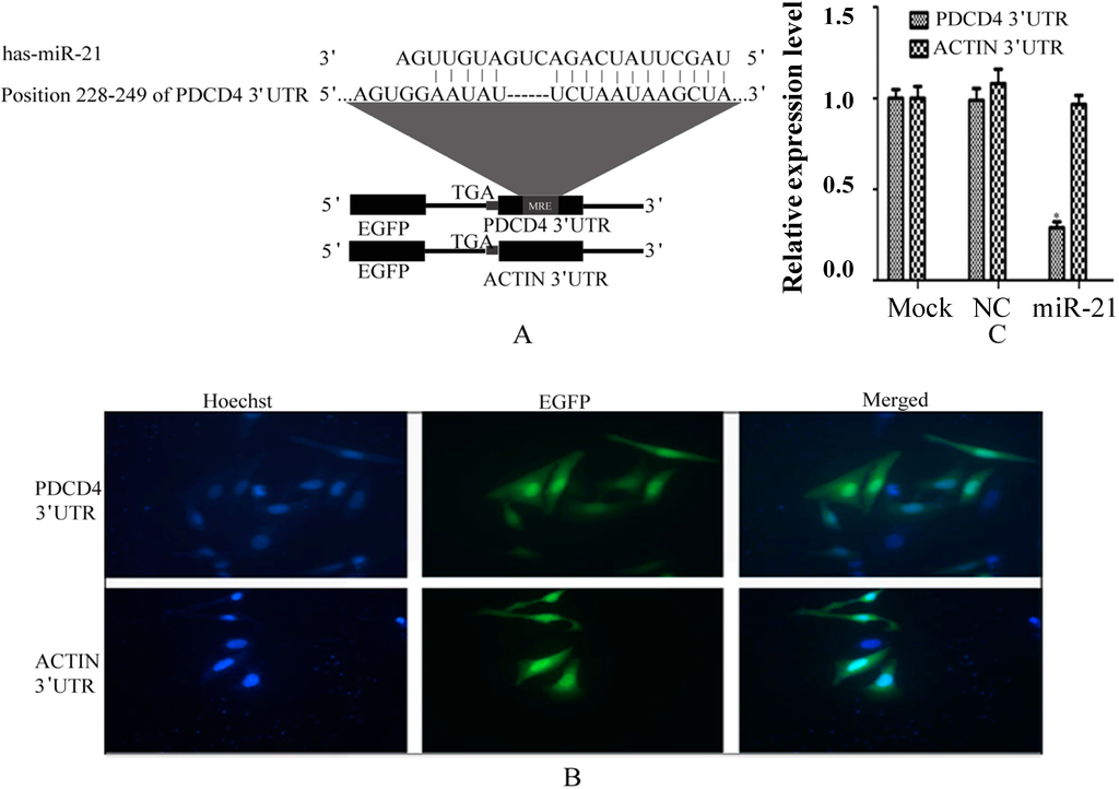 Ijms 15 14753 g002 1024