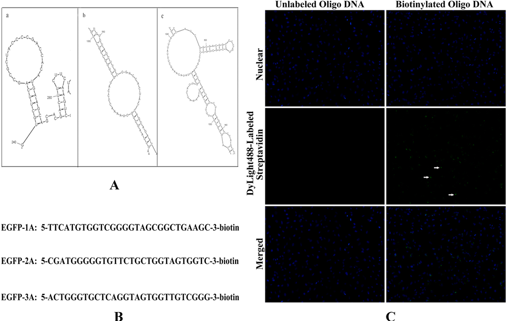 Ijms 15 14753 g003 1024