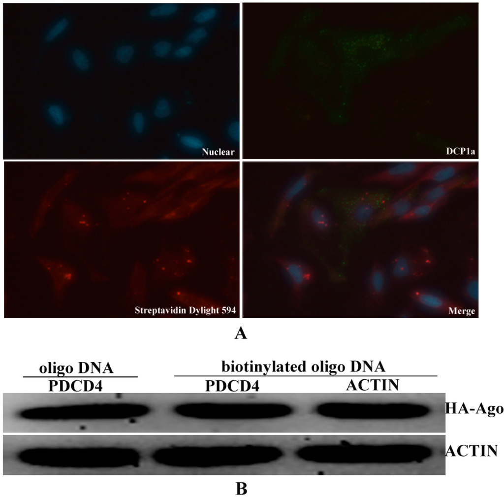 Ijms 15 14753 g004 1024