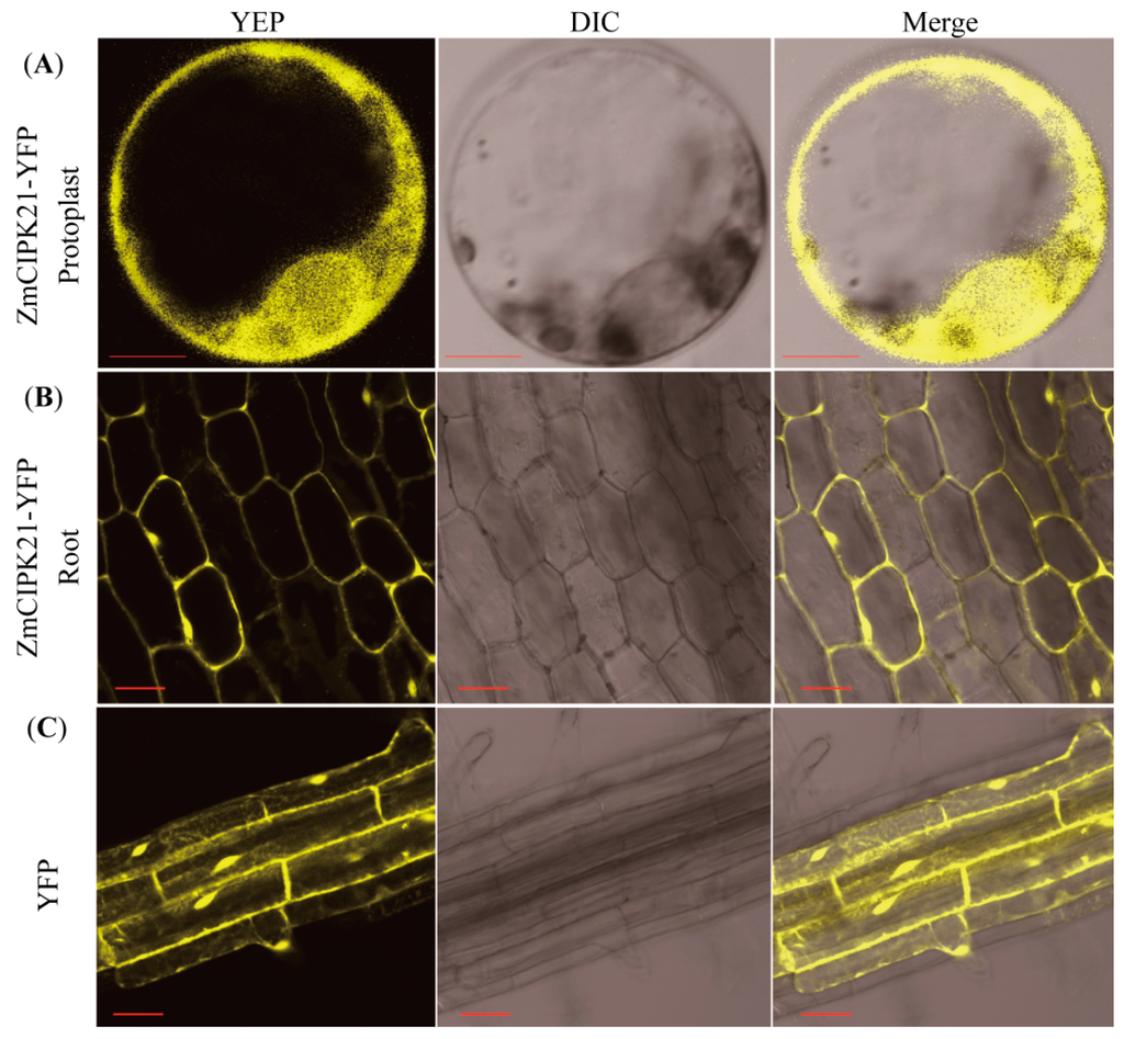 Ijms 15 14819 g004 1024
