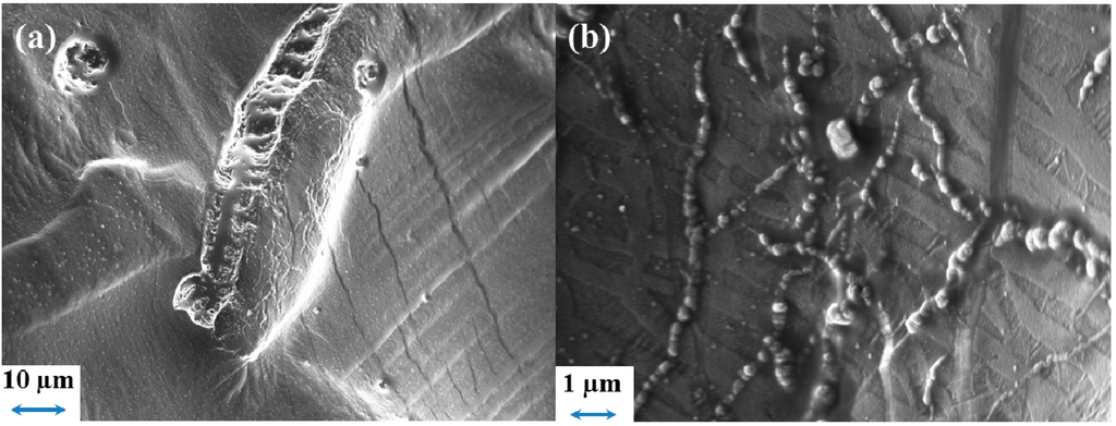 Ijms 15 14868 g012 1024