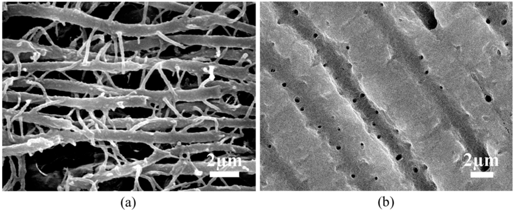 Ijms 15 14909 g005 1024