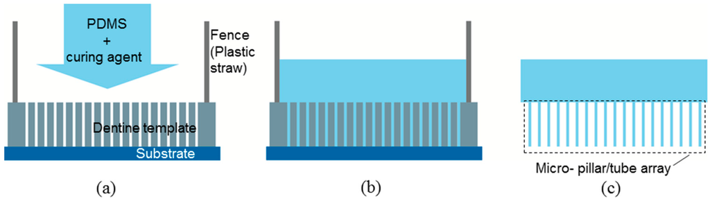 Ijms 15 14909 g007 1024