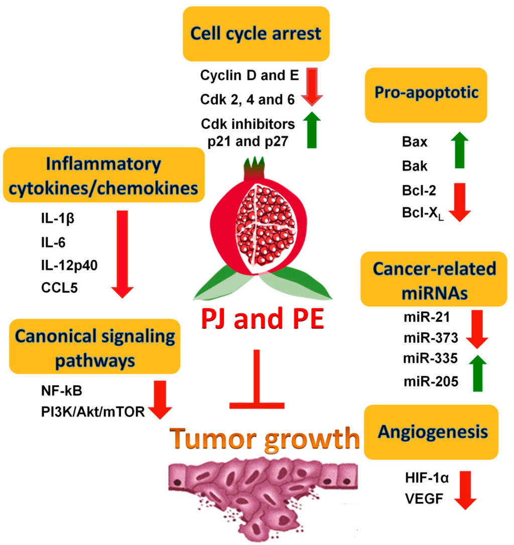 Ijms 15 14949 g002 1024