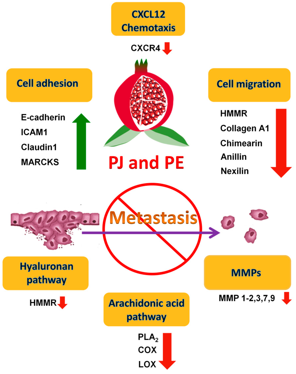 Ijms 15 14949 g003 1024