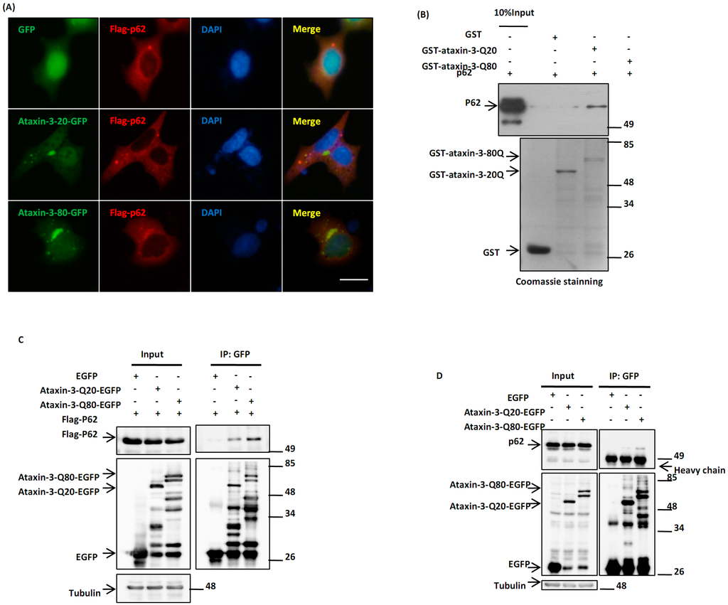 Ijms 15 14997 g001 1024