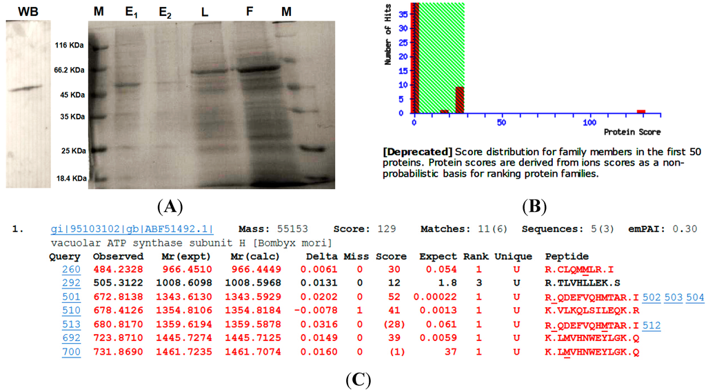Ijms 15 15443 g004 1024