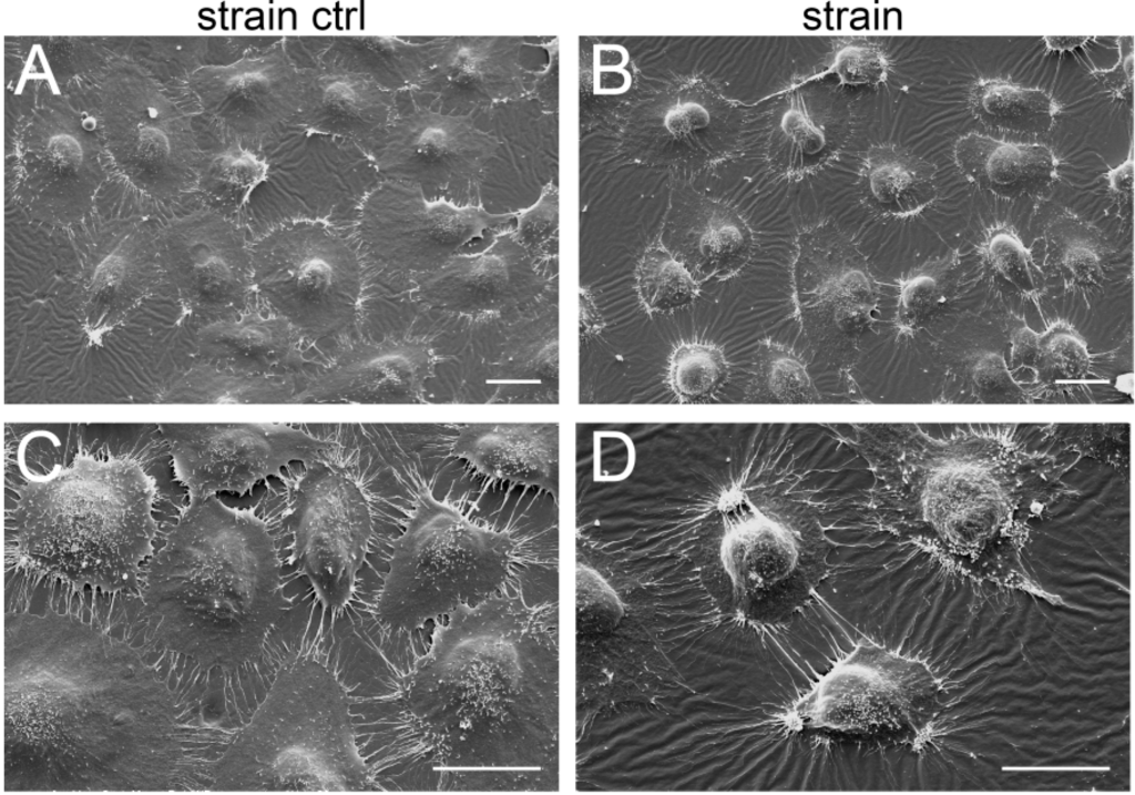 Ijms 15 15456 g007 1024
